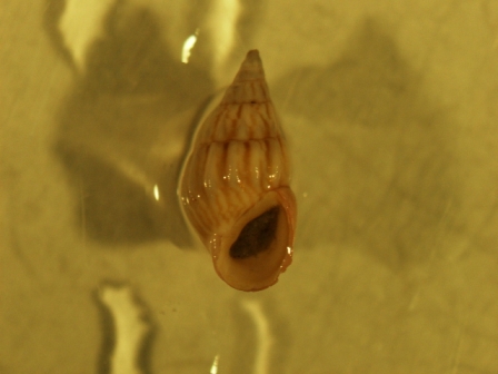 identificazione rissoa